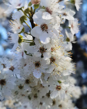 Spring has come, plum blossom,white beauty.10.3.24