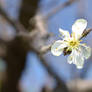 Plum Blossom 02