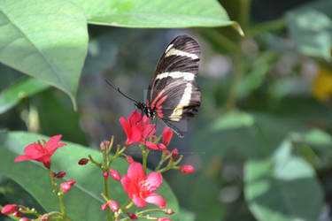 Butterfly on Flower 02