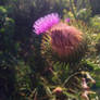 prickly flower