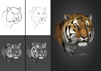 Process of tiger portrait study