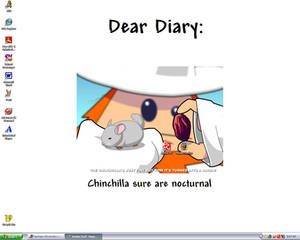 Chinchilla sure are nocturnal