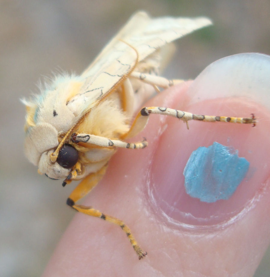 banded tussock moth - 1