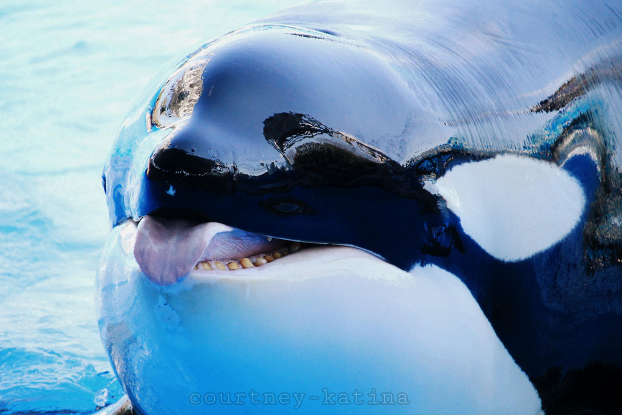 Katina by courtney-katina on DeviantArt