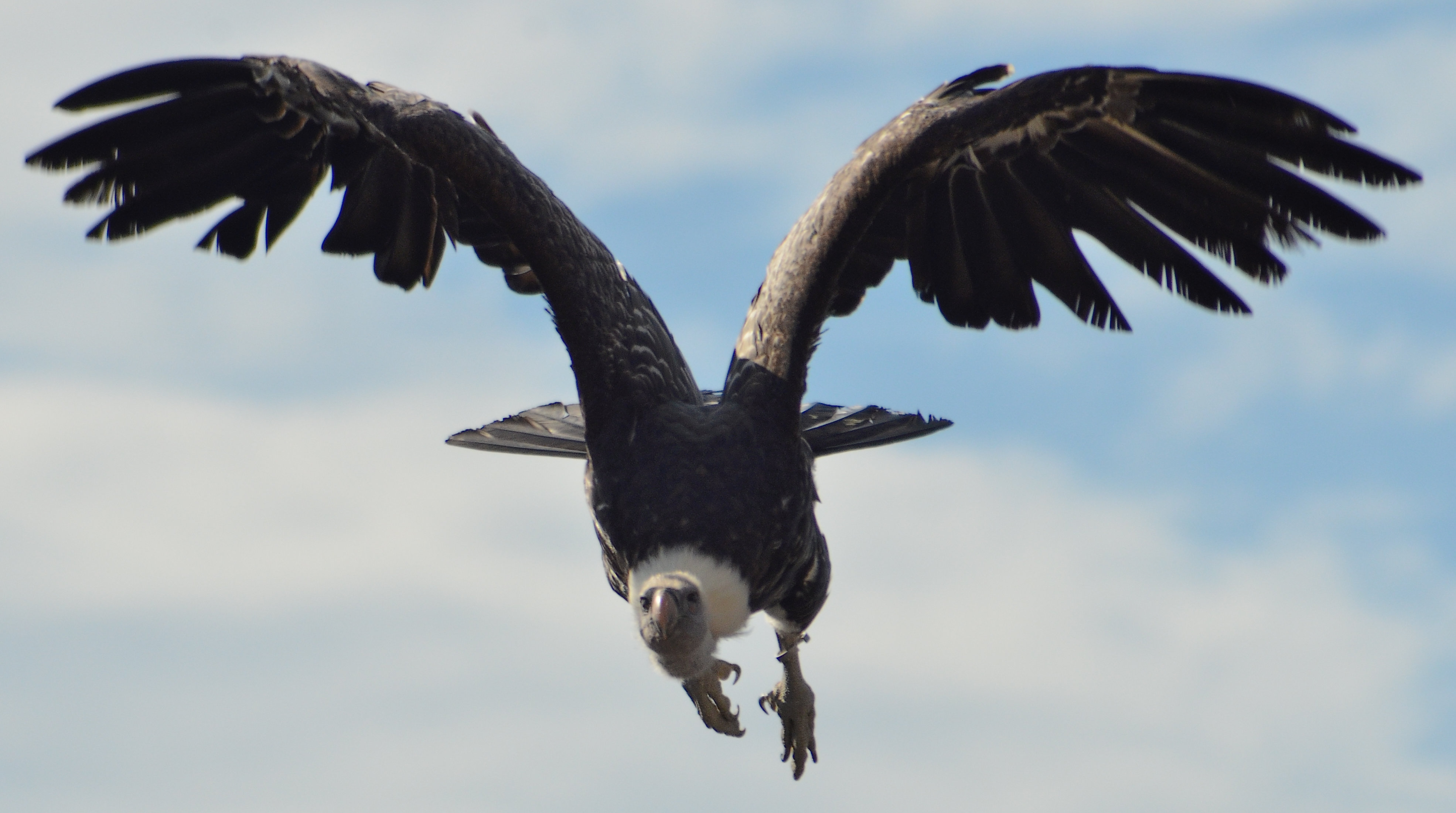 Aigles des remparts - Provins