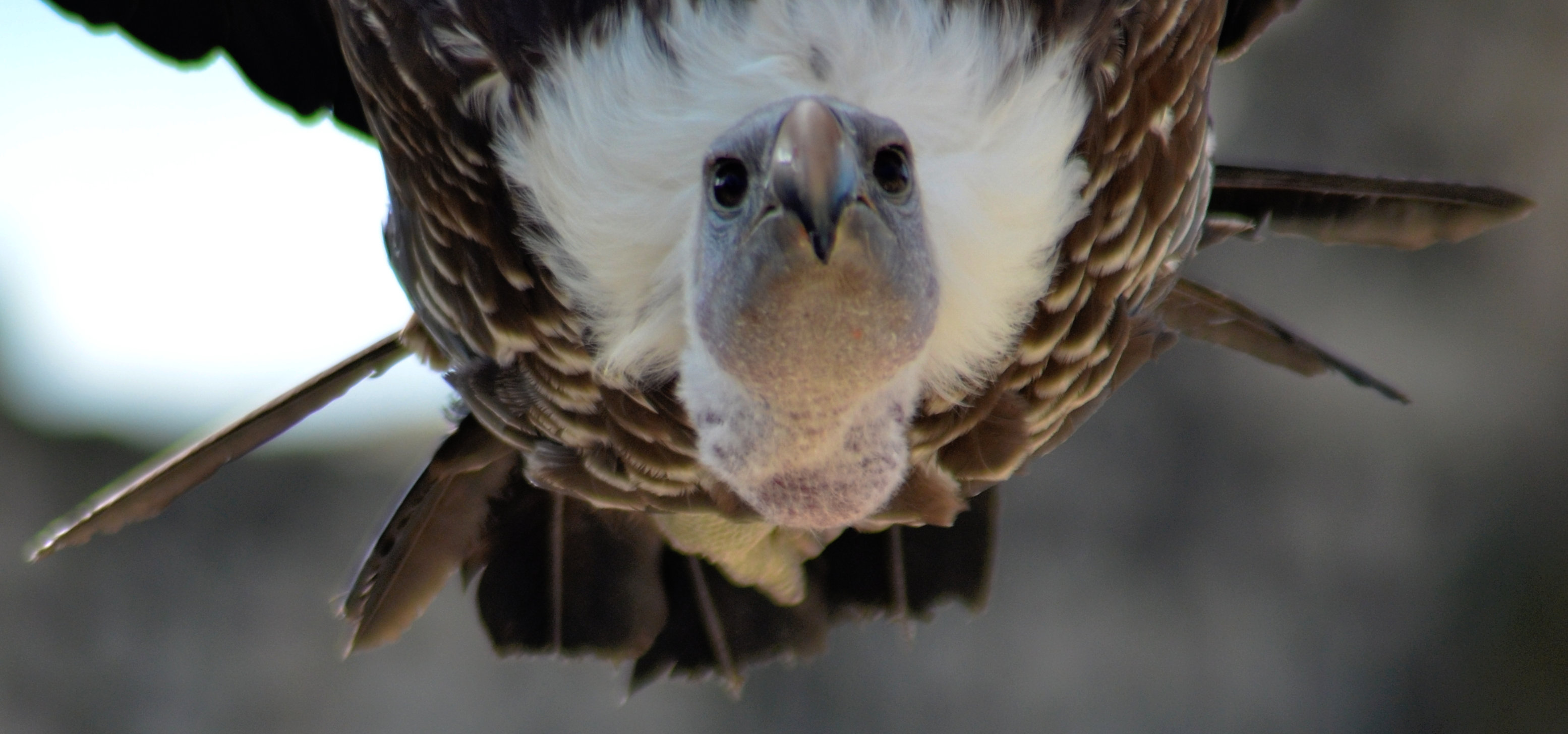 Aigles des remparts - Provins