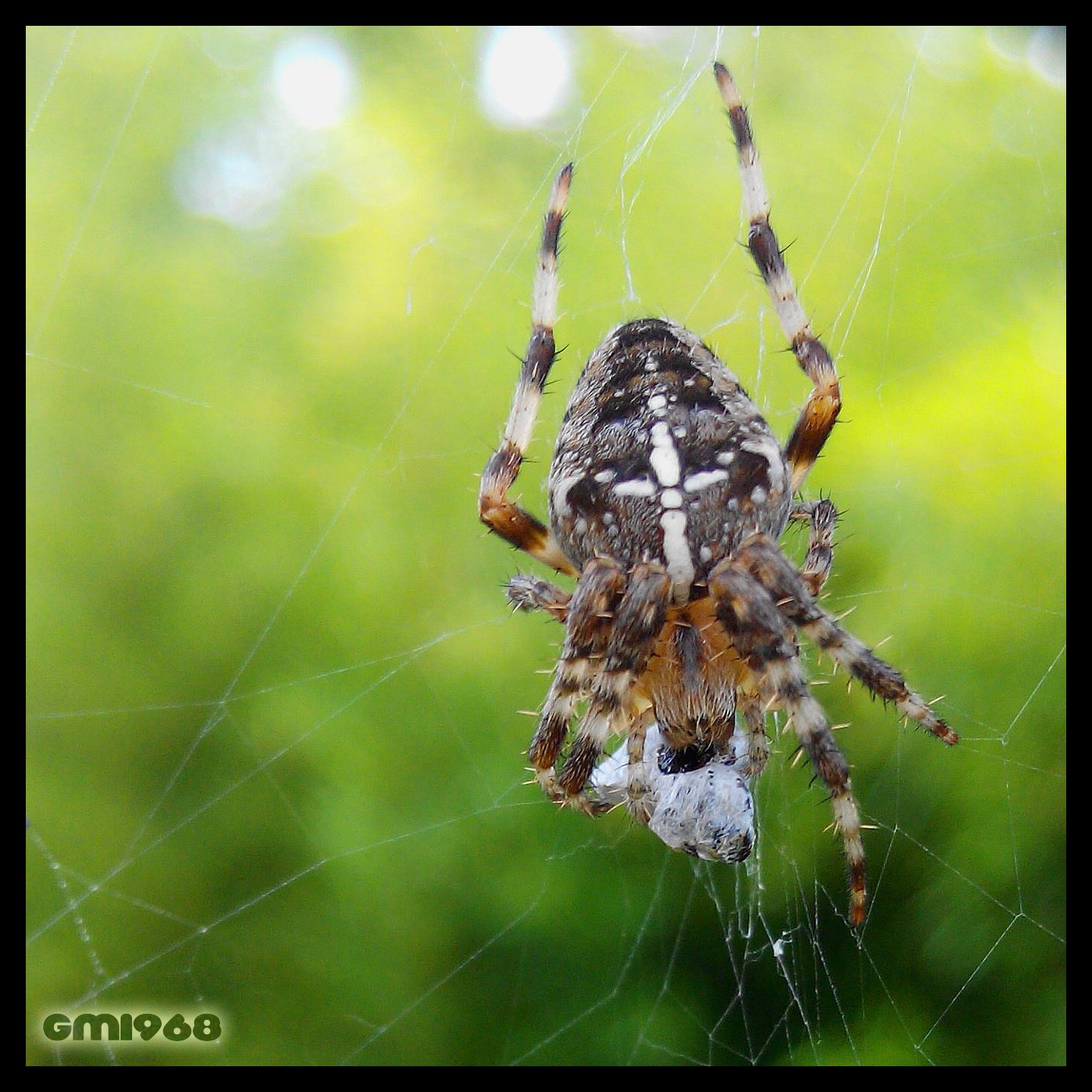 Spider