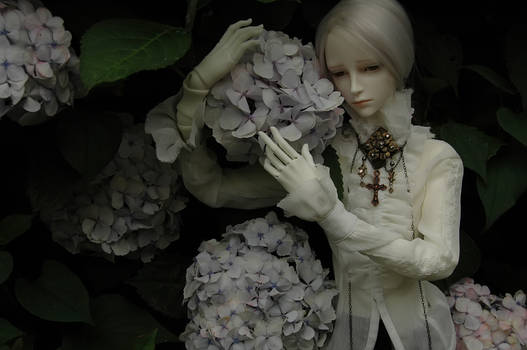 Hydrangea boy 2