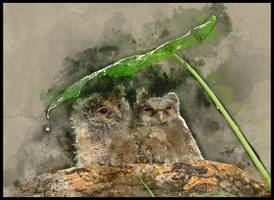 -Javan Scops Owls-
