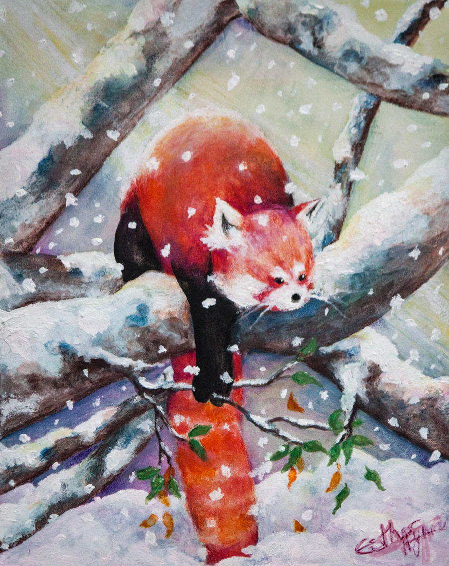 Snowy Red Panda