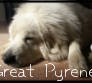 Great Pyrenees Stamp