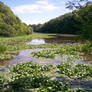 Lily Pond Stock 02