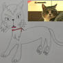 Cat Form Ninja Cat