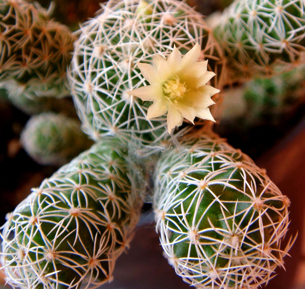 Cactus and it's flower