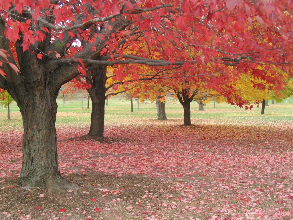 Fall at the Arboretum