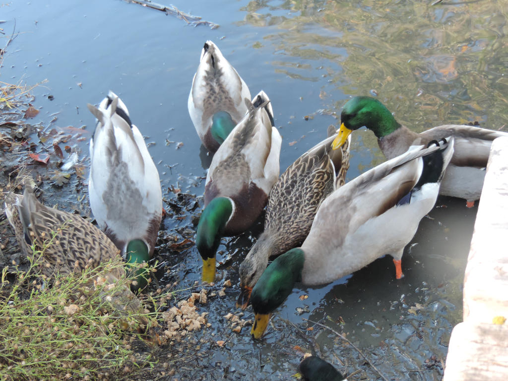 Feeding the Mallards by StellaLark on DeviantArt
