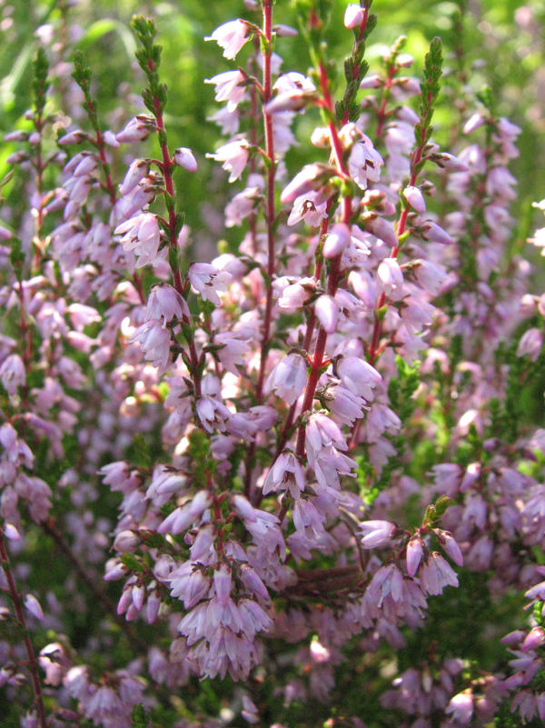 Calluna II by fnet on DeviantArt