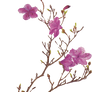 Pink Flower PNG