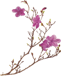 Pink Flower PNG