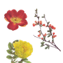 Three Flower PNGs