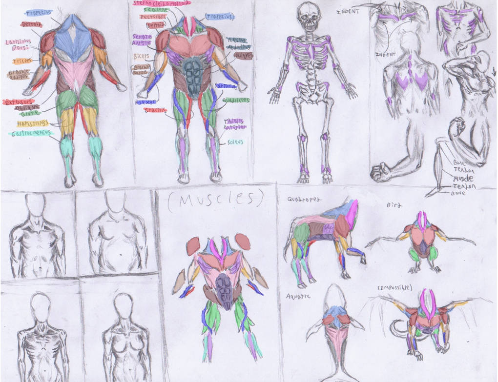 How To Draw Humans 2: Muscles by purin-it-knightly on DeviantArt