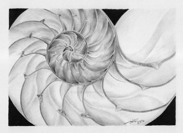 Nautilus Shell Pencil Drawing By Graphitefaces On Deviantart