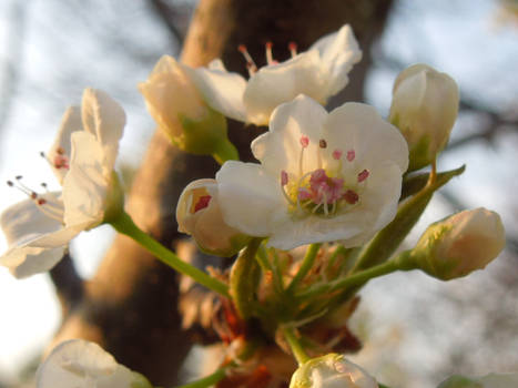 Bradford Pear Blossoms