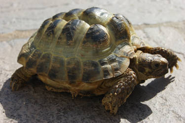 Tortoise