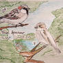 House Sparrow, Passer Domesticus