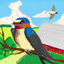 Hirundo Rustica 'Barn Swallow'