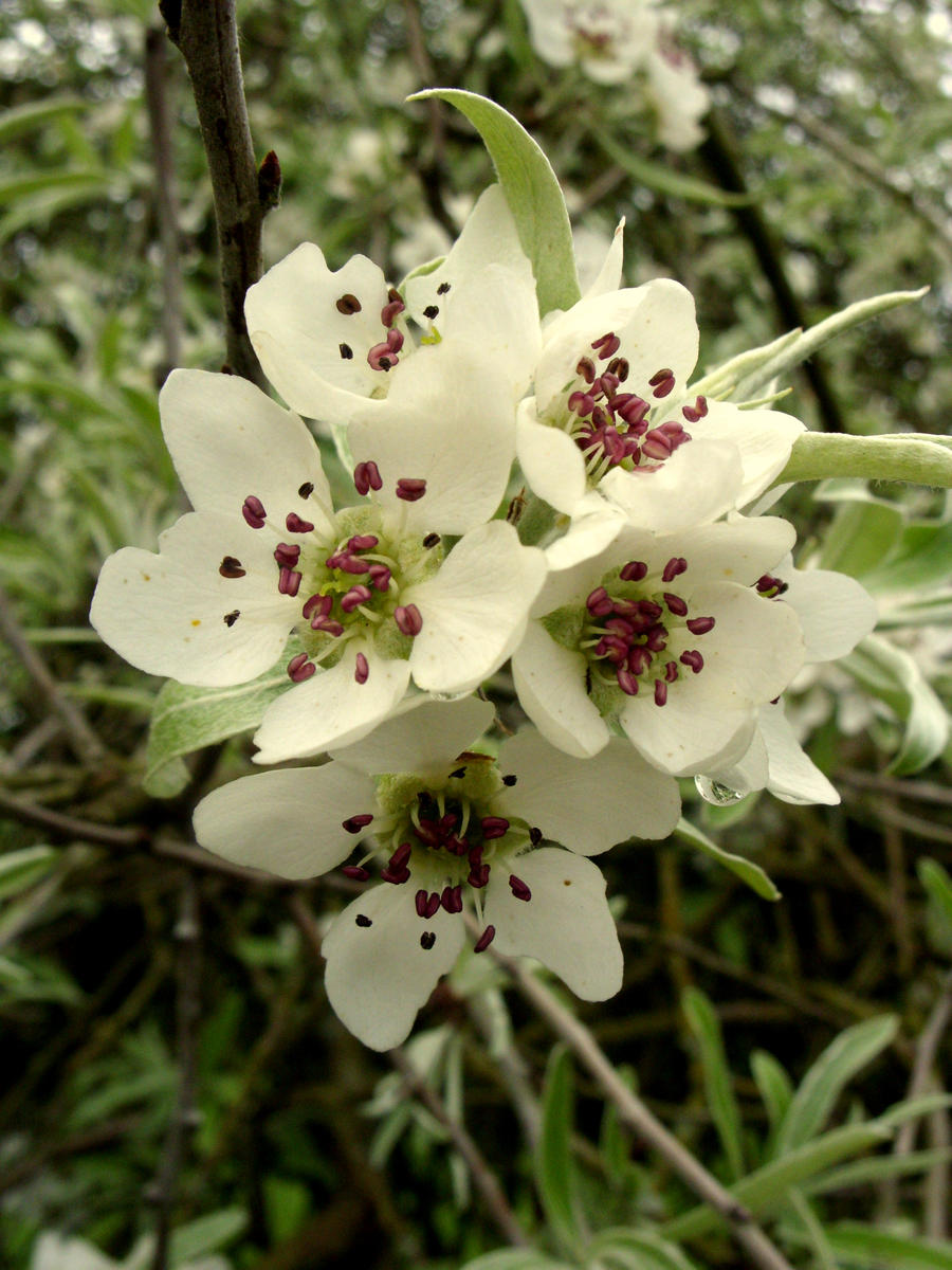 Apple Blossom