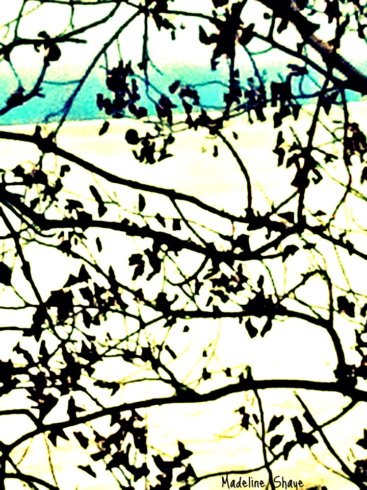 Birch Branches