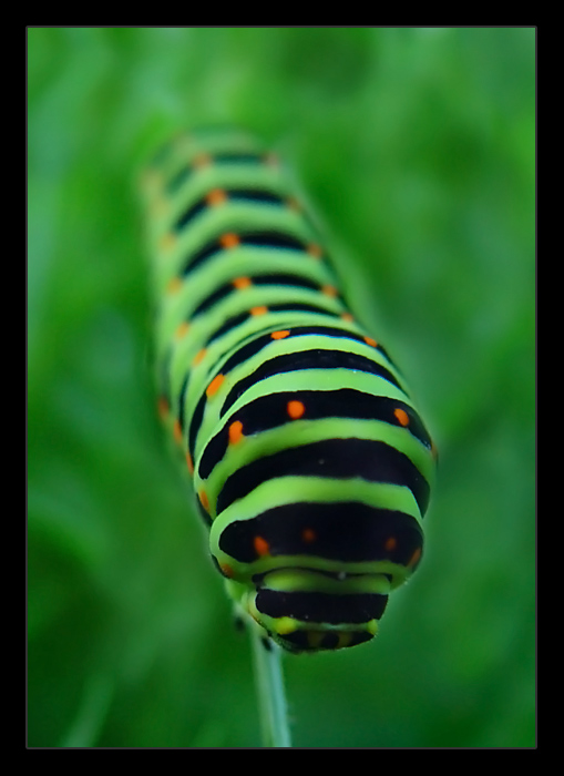 caterpillar