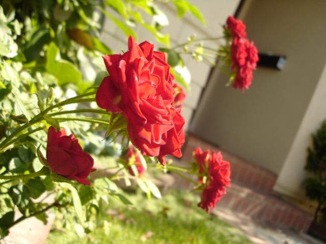 Roses