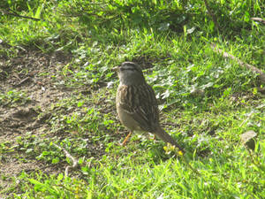 White Crowned Sparrow