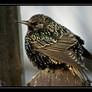 STARLING