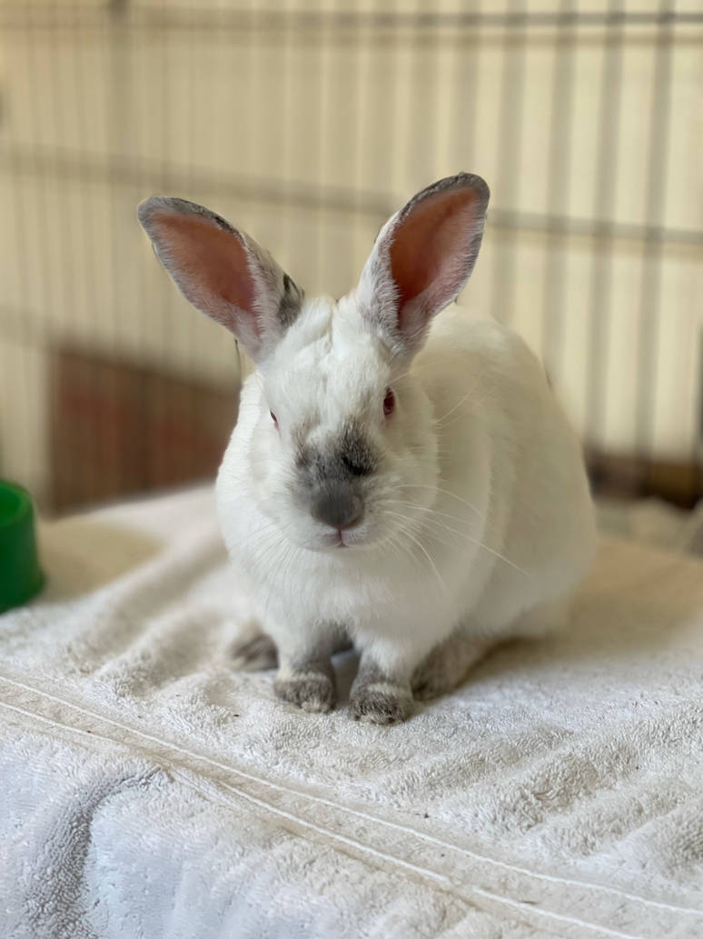 Adorable Himalayan Rabbit by statikryan on DeviantArt