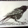 crow sketch 01