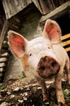 Ferdinand the pig by sekundek