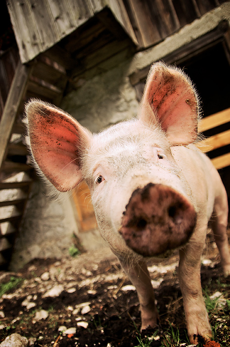 Ferdinand the pig by sekundek