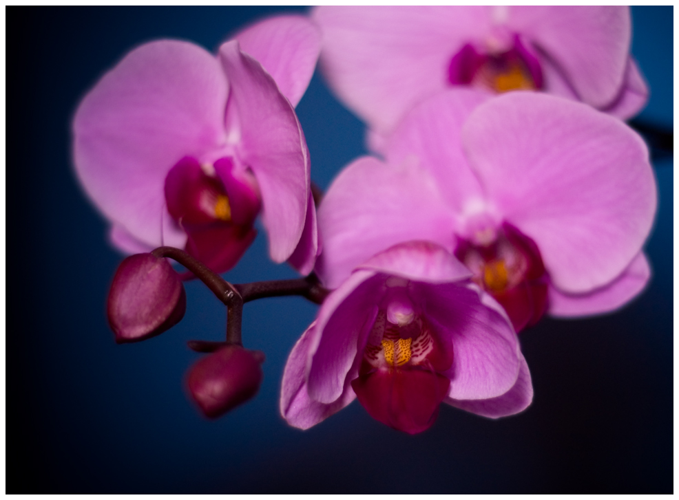 Orchid :3.1: