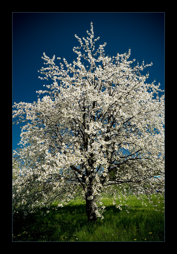 cherry tree .3