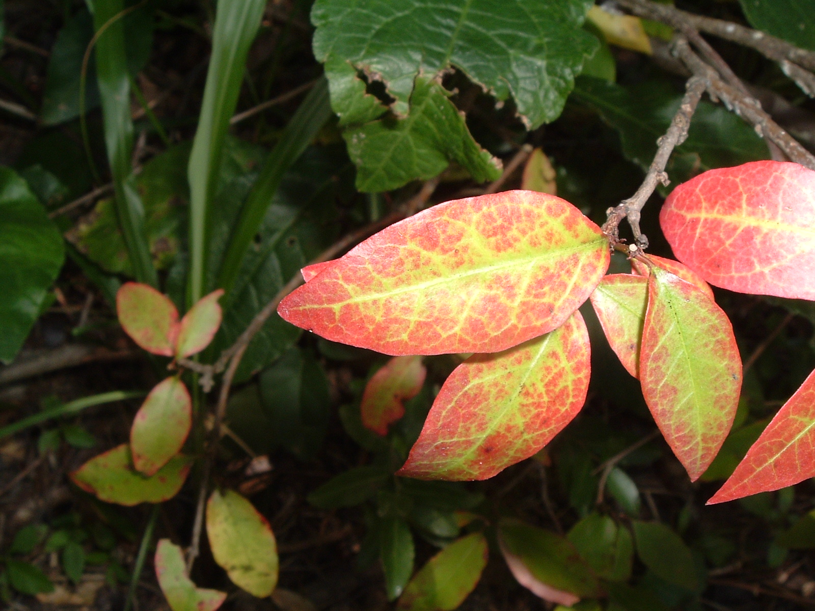 Genx-Xantos' weird color leaf