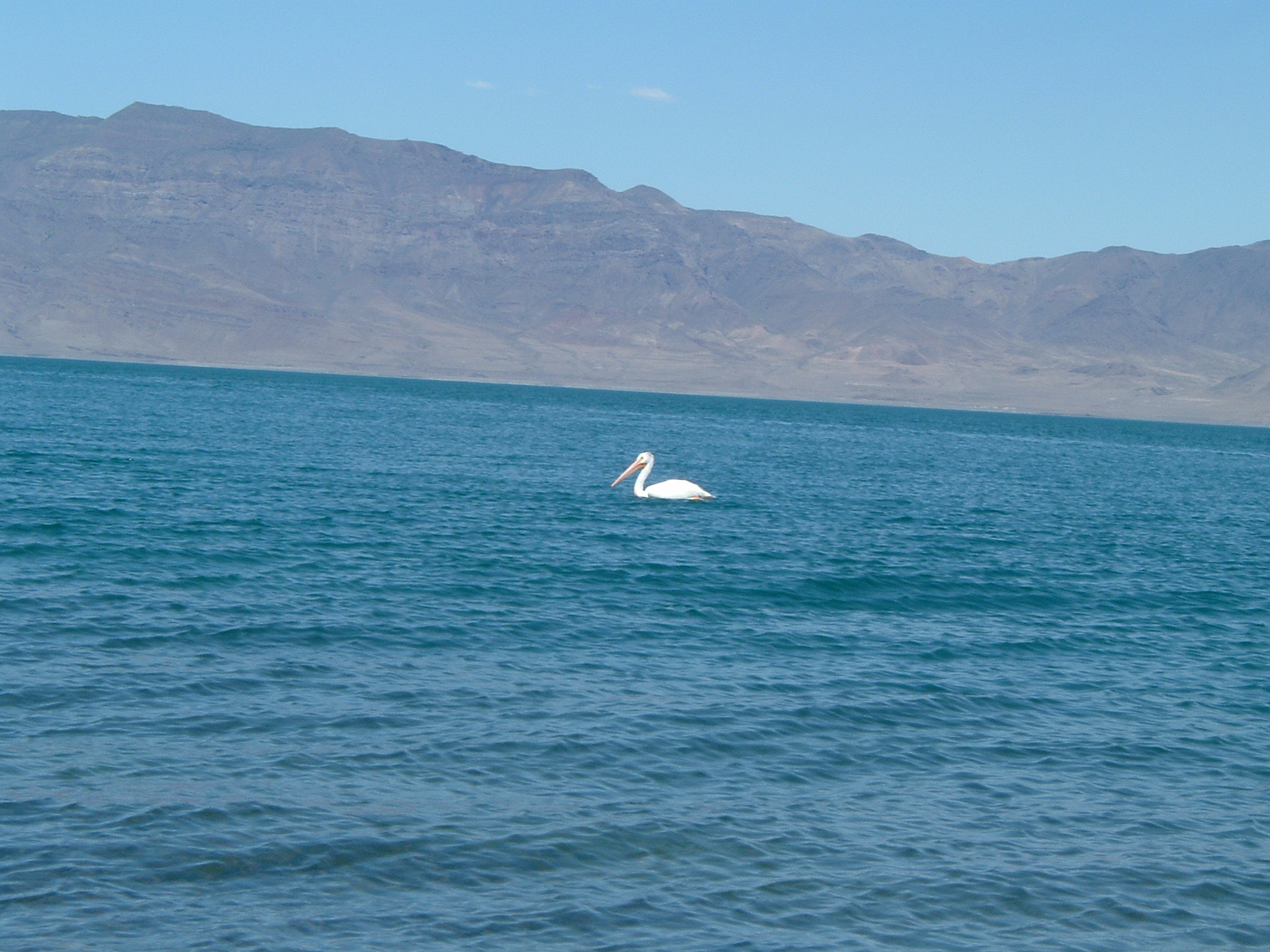 WHITE pelican