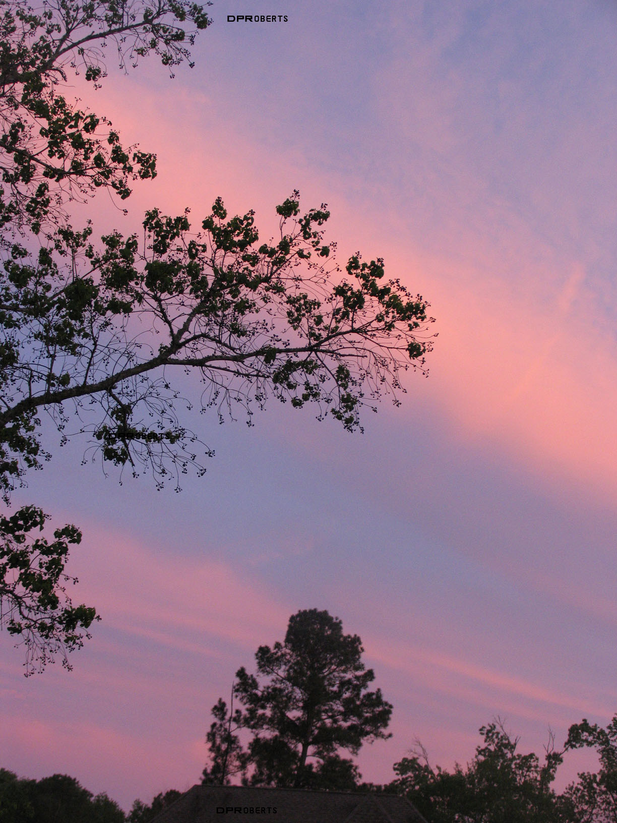 Black on Blue and Pink