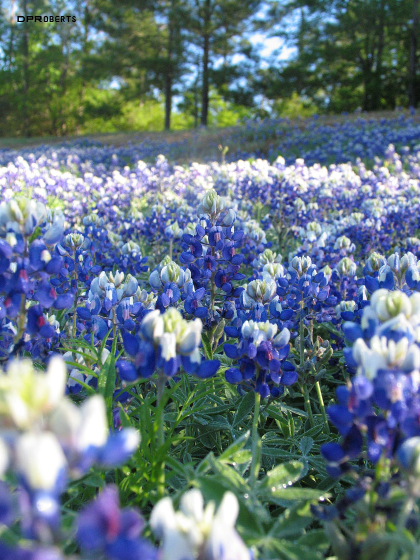 Bluebonnet fields forever...