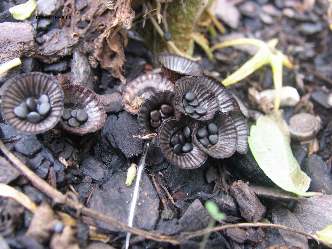 Cyathus stercoreus