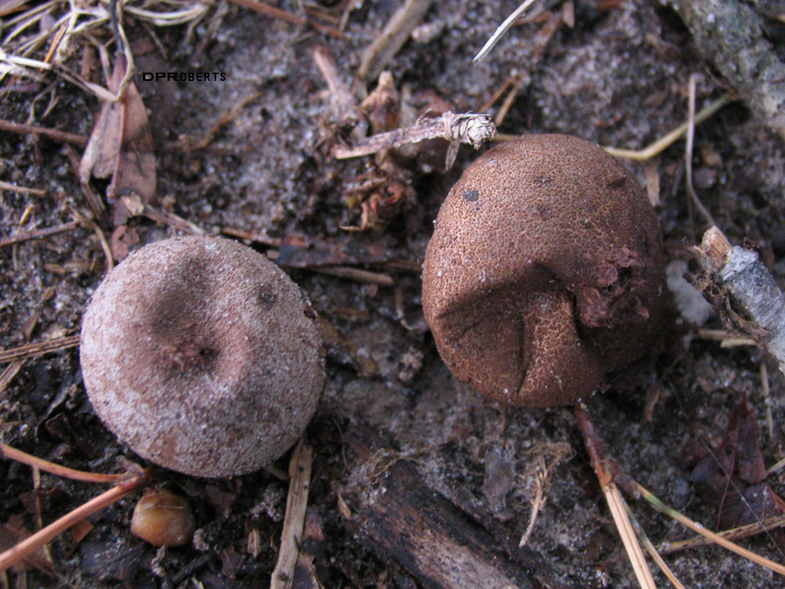 Lycoperdon marginatum