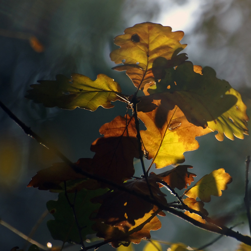 Feuilles feuilles feuilles