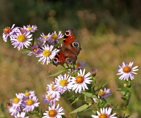Butterfly with flowers